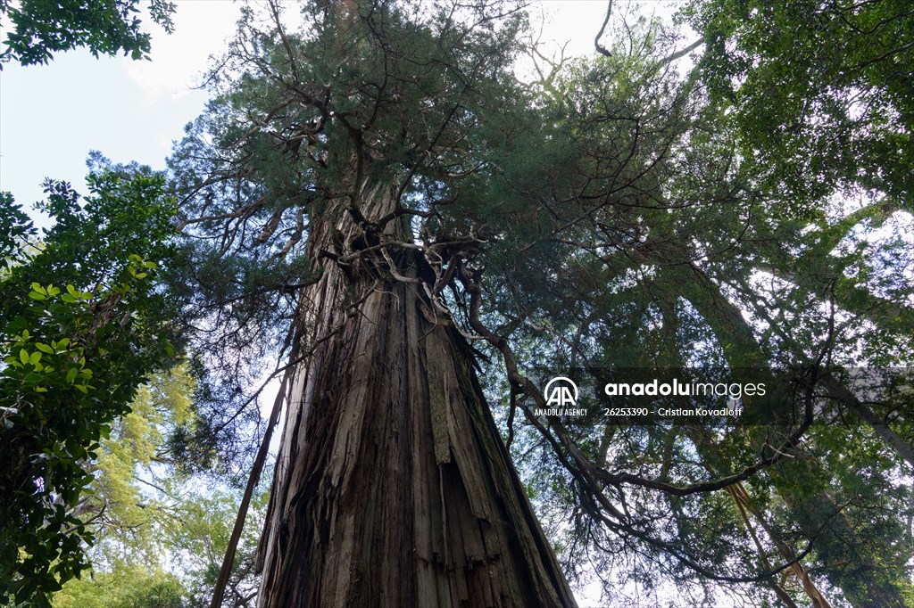 Argentina S 2 600 Year Old Tree El Alerce Abuelo Anadolu Images