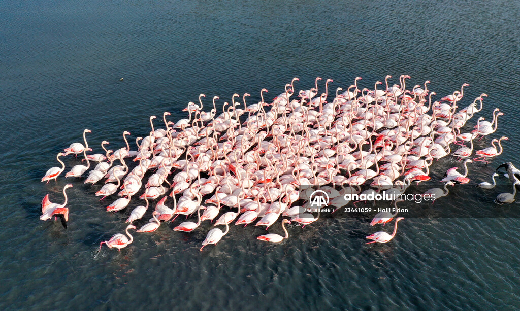 Flamingos of Cakalburnu Lagoon in Turkey's Izmir