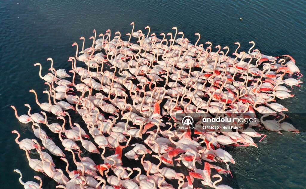 Flamingos of Cakalburnu Lagoon in Turkey's Izmir
