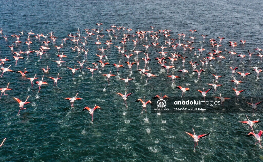 Flamingos of Cakalburnu Lagoon in Turkey's Izmir