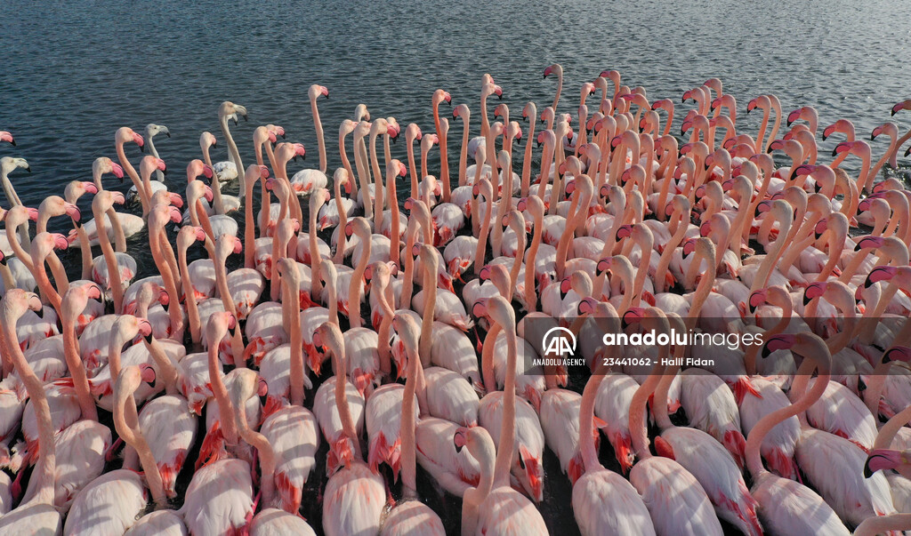 Flamingos of Cakalburnu Lagoon in Turkey's Izmir