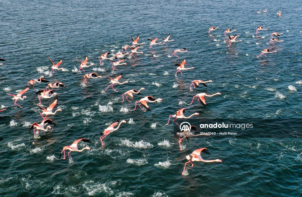 Flamingos of Cakalburnu Lagoon in Turkey's Izmir