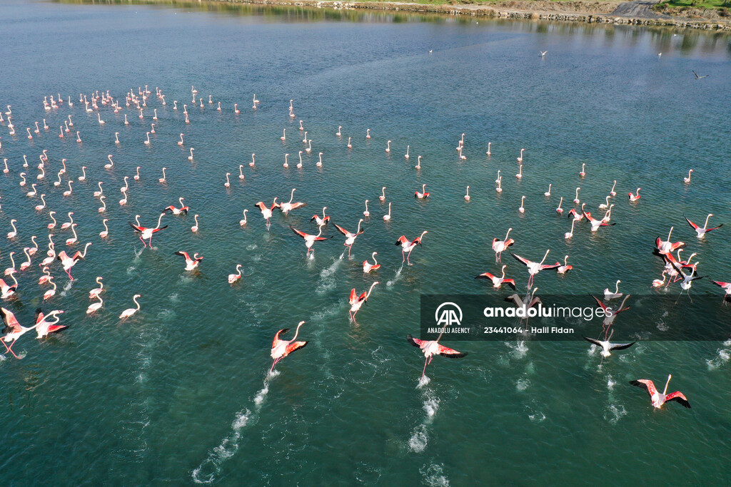 Flamingos of Cakalburnu Lagoon in Turkey's Izmir