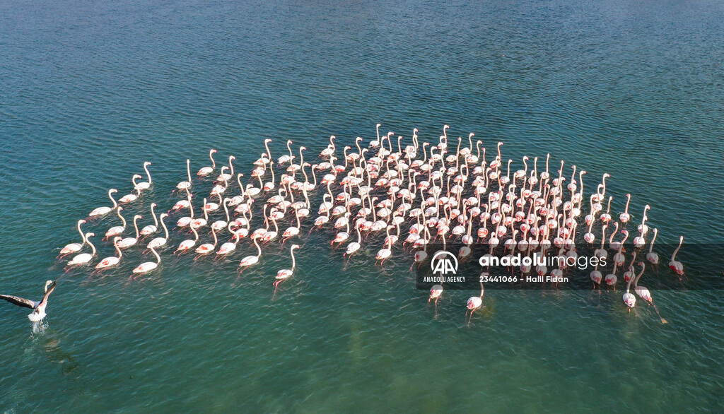 Flamingos of Cakalburnu Lagoon in Turkey's Izmir