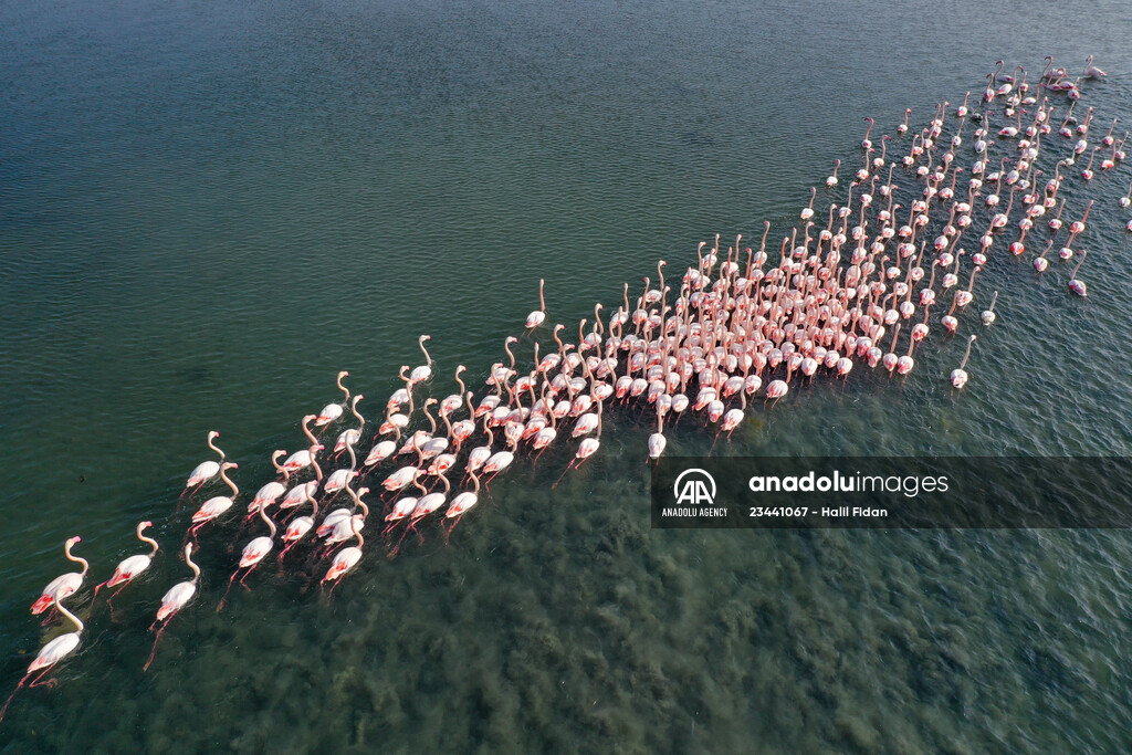 Flamingos of Cakalburnu Lagoon in Turkey's Izmir