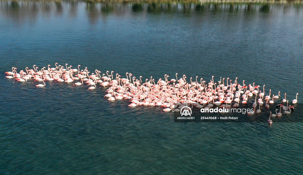 Flamingos of Cakalburnu Lagoon in Turkey's Izmir