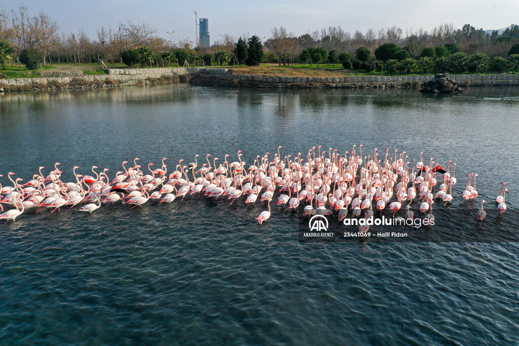 Flamingos of Cakalburnu Lagoon in Turkey's Izmir