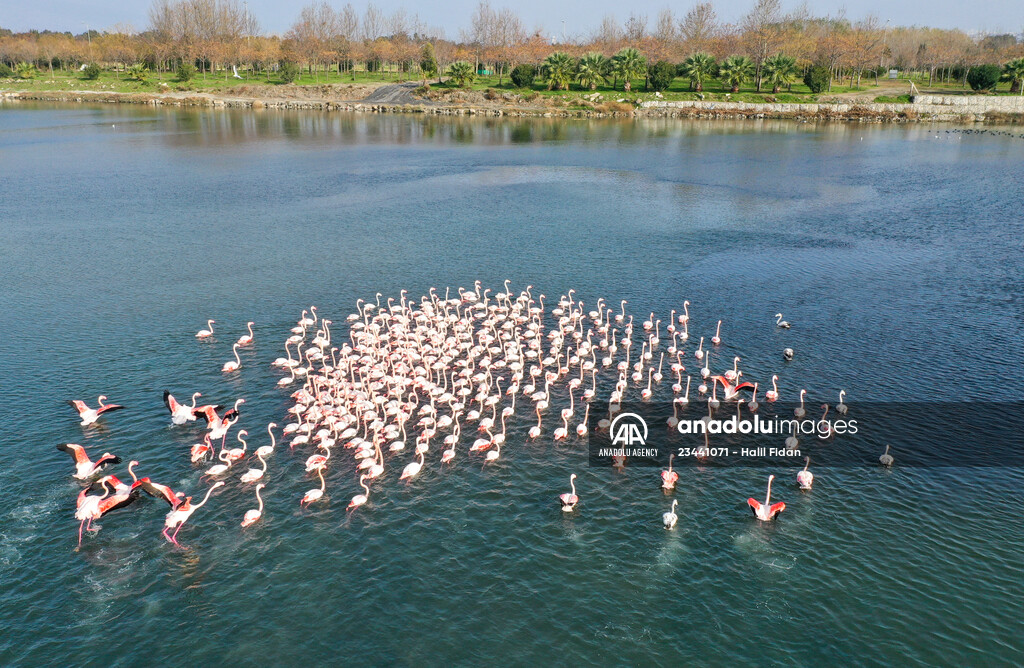Flamingos of Cakalburnu Lagoon in Turkey's Izmir