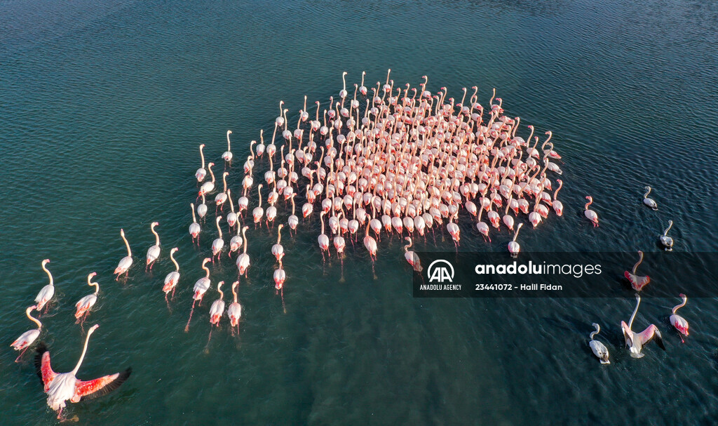 Flamingos of Cakalburnu Lagoon in Turkey's Izmir