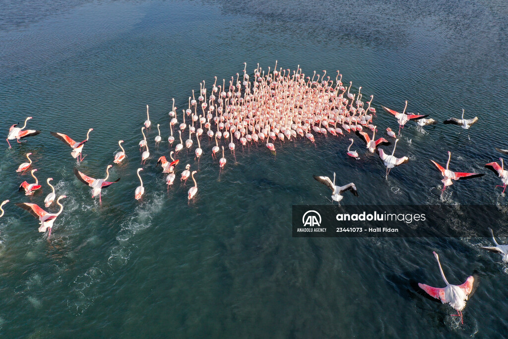 Flamingos of Cakalburnu Lagoon in Turkey's Izmir