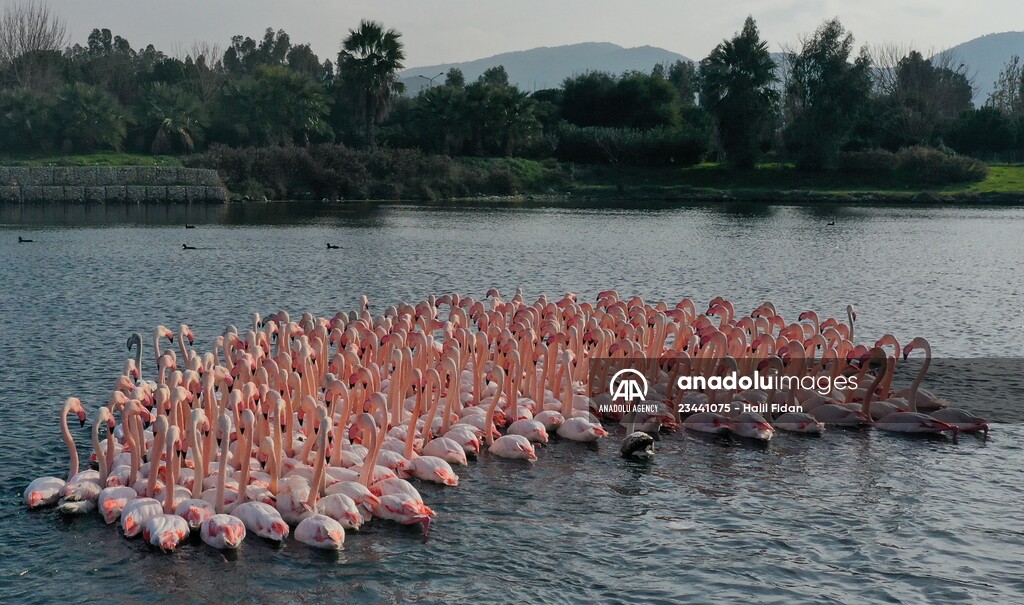 Flamingos of Cakalburnu Lagoon in Turkey's Izmir