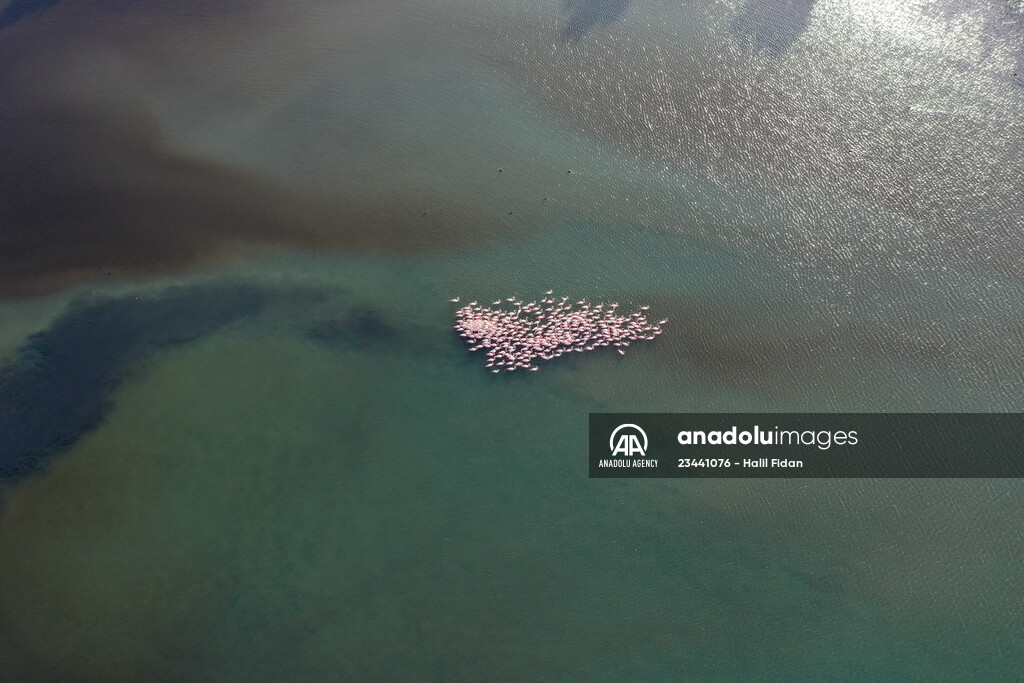 Flamingos of Cakalburnu Lagoon in Turkey's Izmir