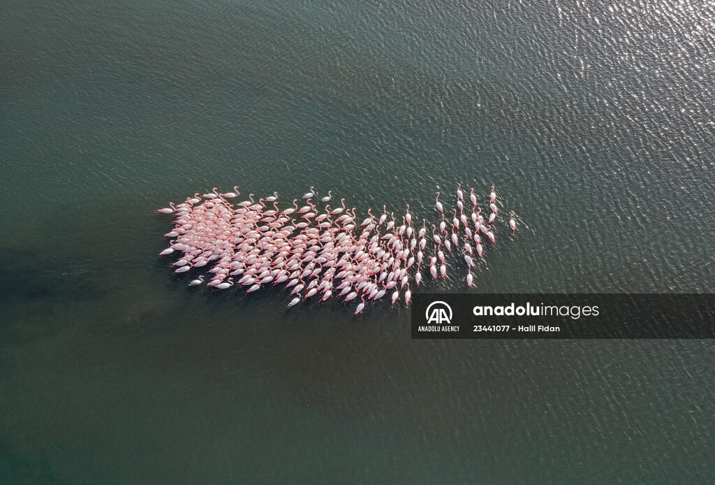 Flamingos of Cakalburnu Lagoon in Turkey's Izmir