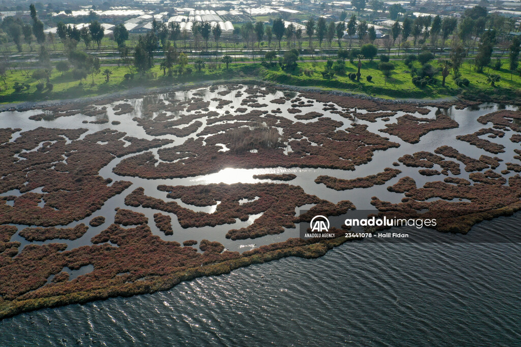 Flamingos of Cakalburnu Lagoon in Turkey's Izmir