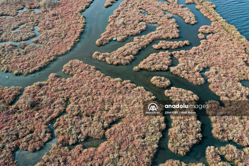 Flamingos of Cakalburnu Lagoon in Turkey's Izmir
