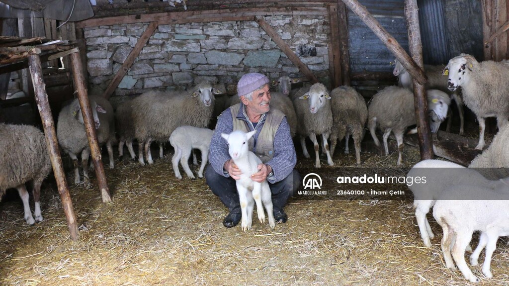 Bakan Pakdemirli'nin Bolulu aileye gönderdiği koyunlar yavrulamaya başladı