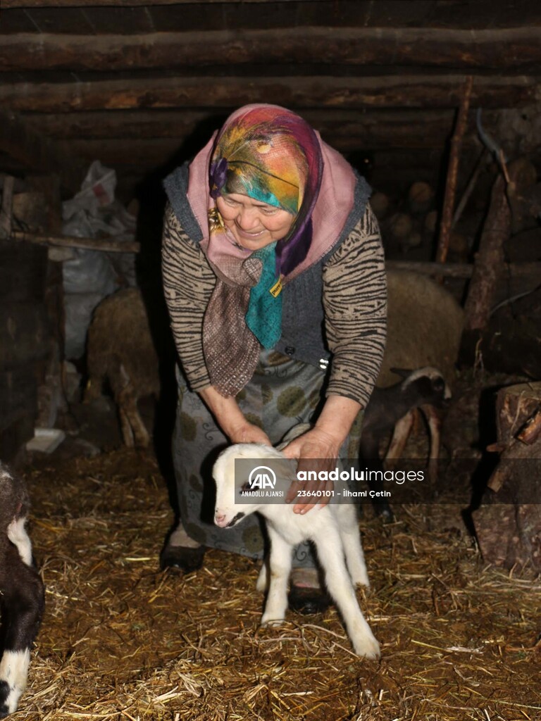 Bakan Pakdemirli'nin Bolulu aileye gönderdiği koyunlar yavrulamaya başladı
