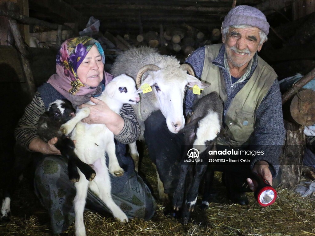 Bakan Pakdemirli'nin Bolulu aileye gönderdiği koyunlar yavrulamaya başladı