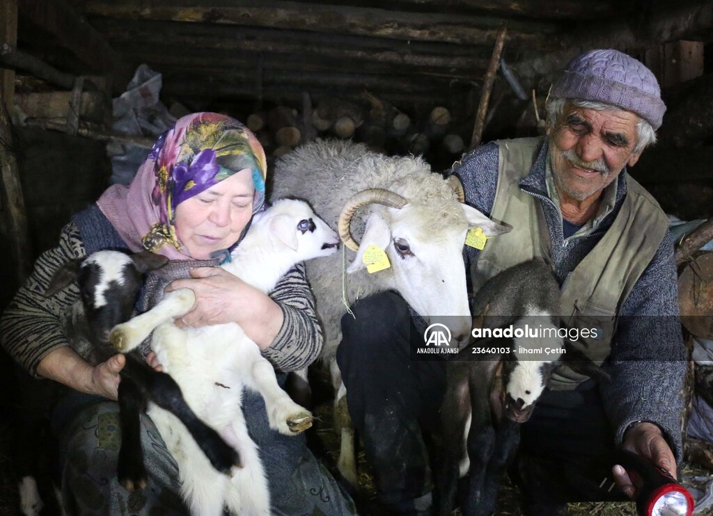 Bakan Pakdemirli'nin Bolulu aileye gönderdiği koyunlar yavrulamaya başladı