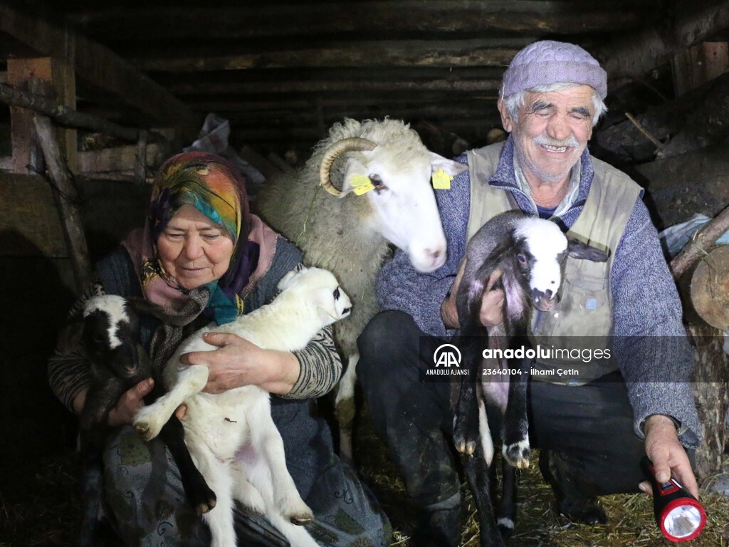 Bakan Pakdemirli'nin Bolulu aileye gönderdiği koyunlar yavrulamaya başladı
