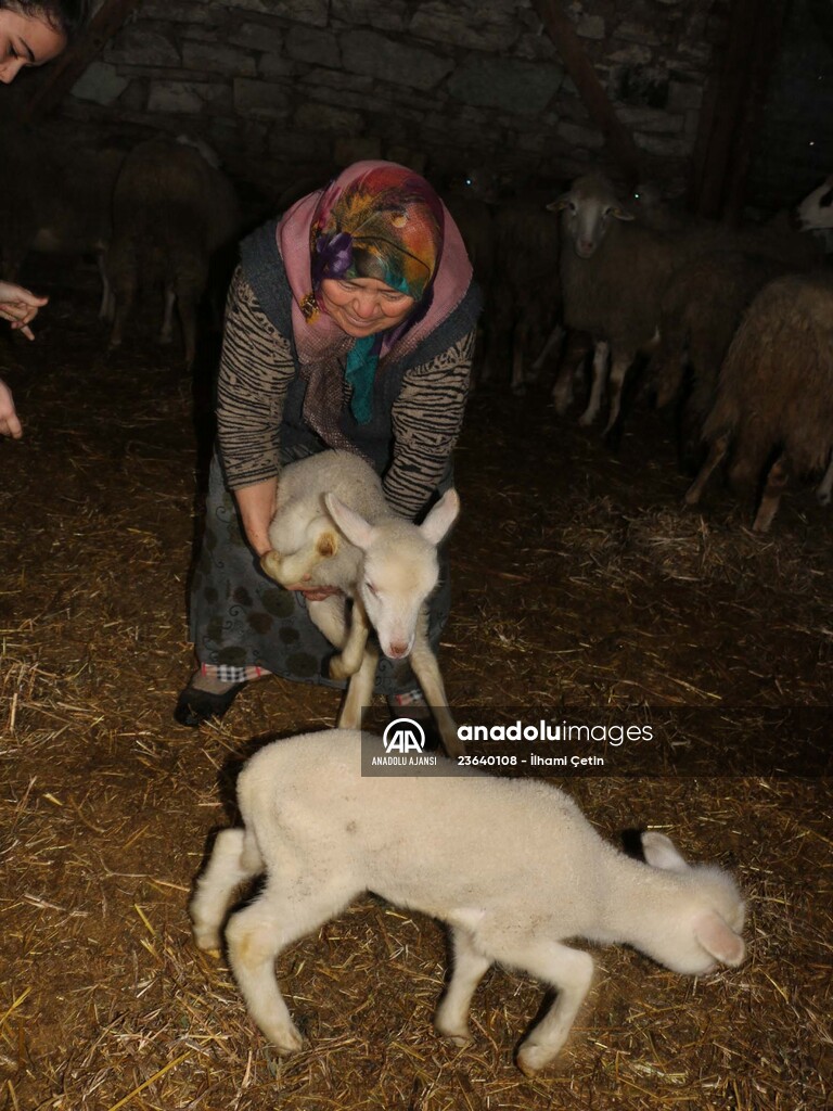 Bakan Pakdemirli'nin Bolulu aileye gönderdiği koyunlar yavrulamaya başladı