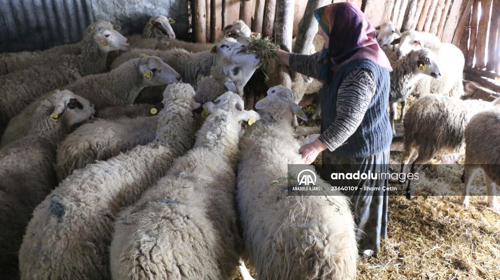 Bakan Pakdemirli'nin Bolulu aileye gönderdiği koyunlar yavrulamaya başladı