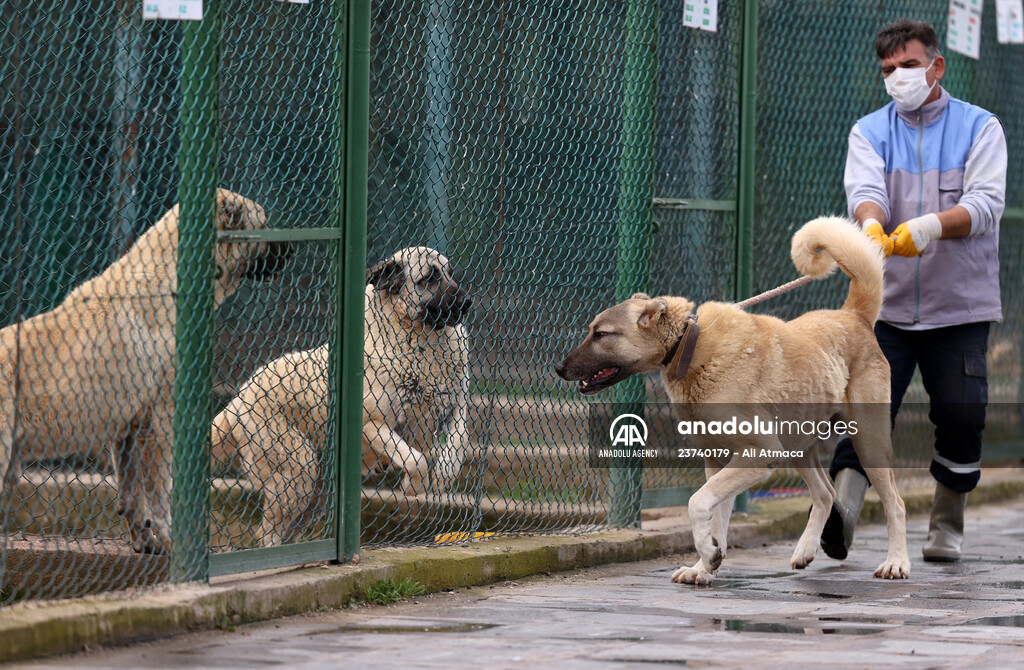 Queue for adoption of Kangal Shepherd and Akbash dogs in Turkey