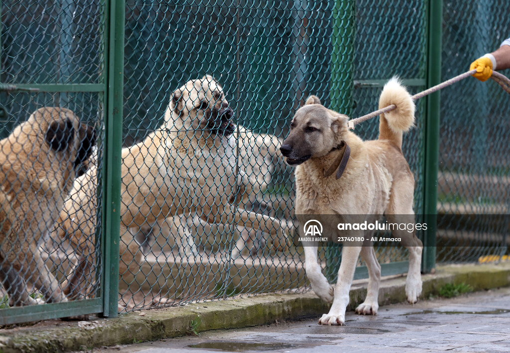 Queue for adoption of Kangal Shepherd and Akbash dogs in Turkey