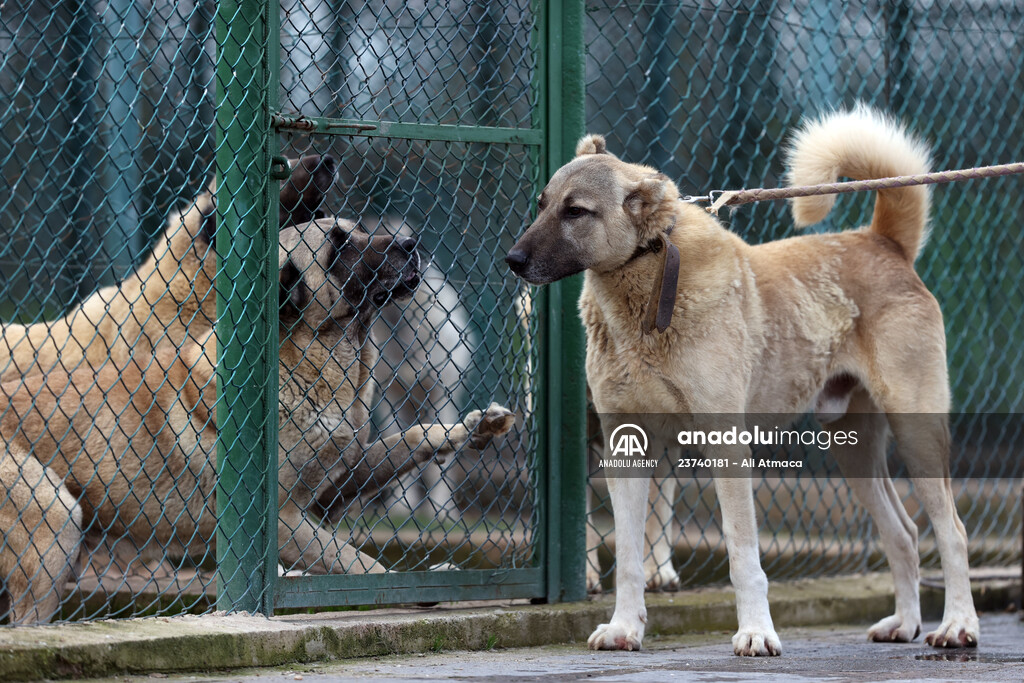 Queue for adoption of Kangal Shepherd and Akbash dogs in Turkey