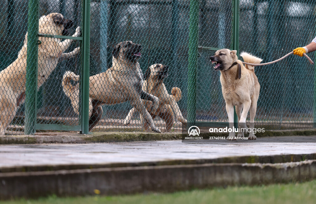 Queue for adoption of Kangal Shepherd and Akbash dogs in Turkey
