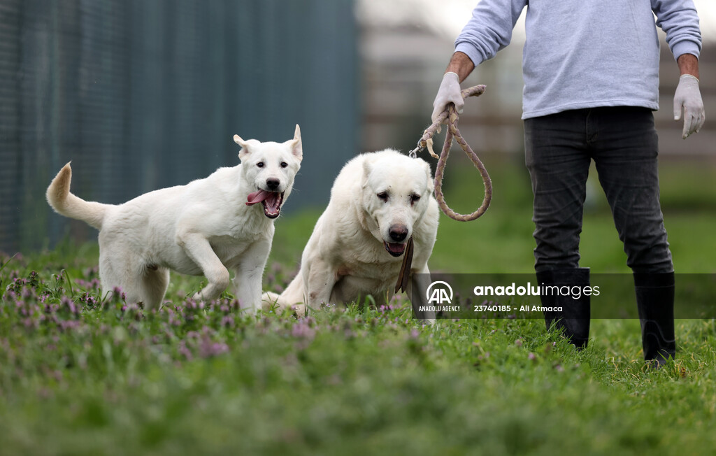 Queue for adoption of Kangal Shepherd and Akbash dogs in Turkey