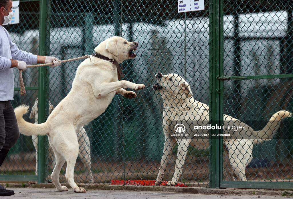 Queue for adoption of Kangal Shepherd and Akbash dogs in Turkey