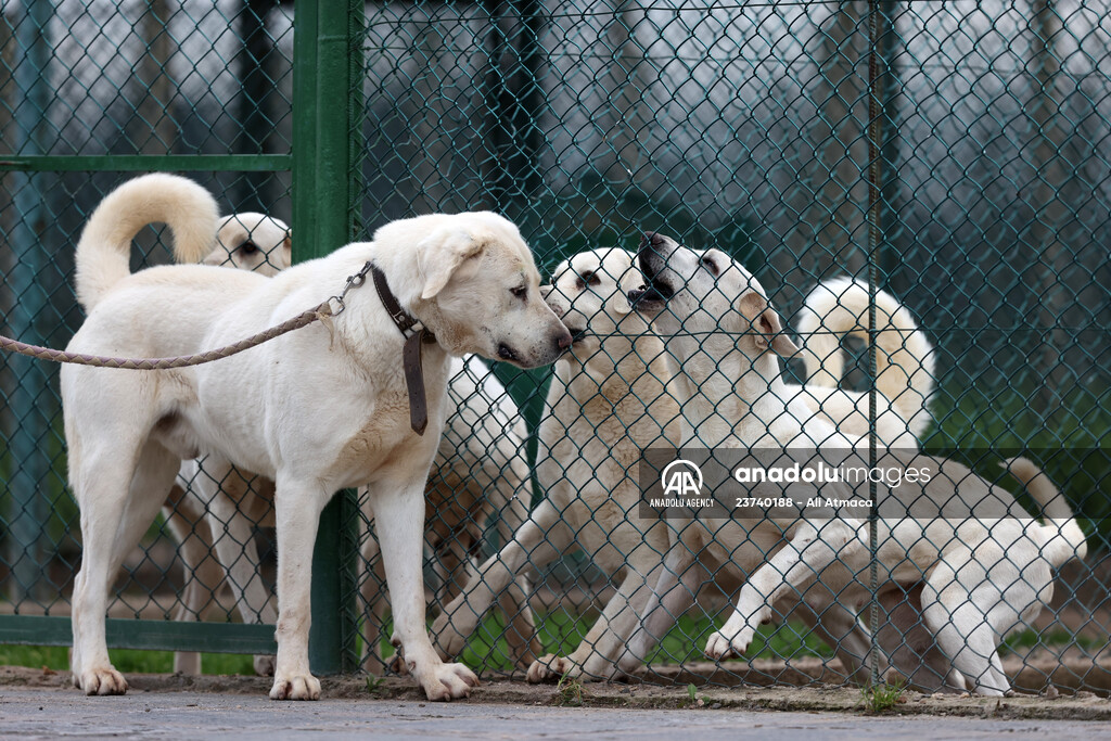 Queue for adoption of Kangal Shepherd and Akbash dogs in Turkey