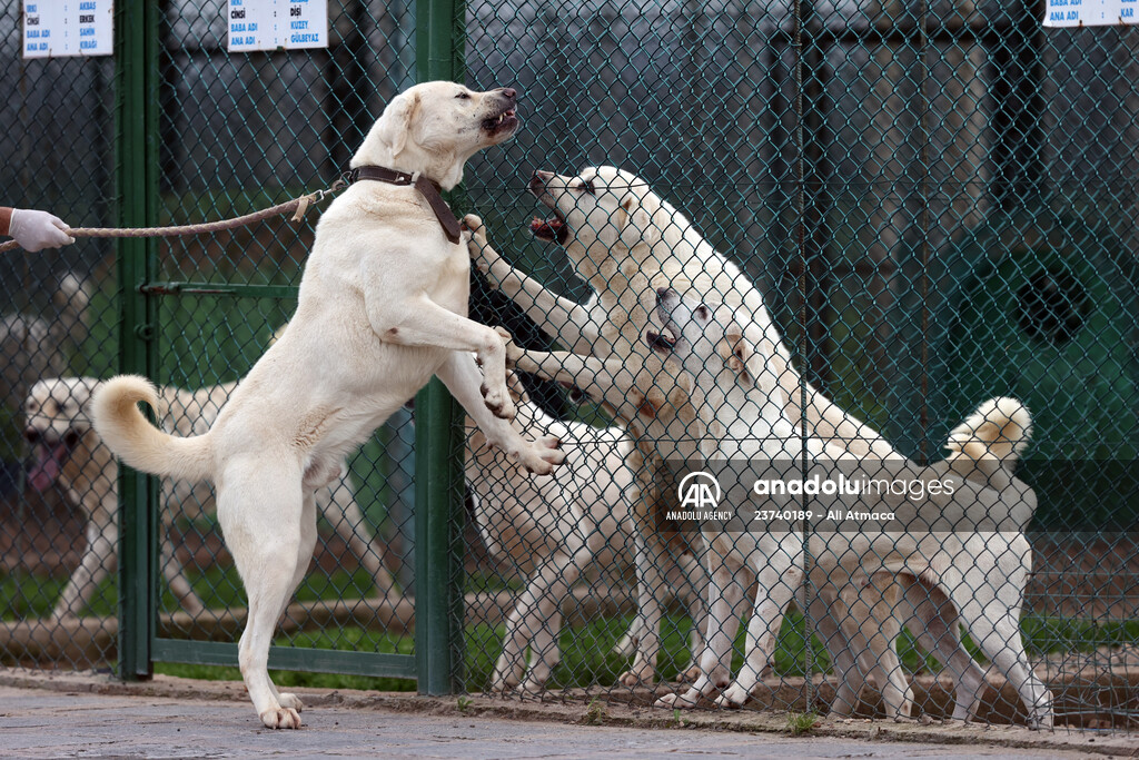 Queue for adoption of Kangal Shepherd and Akbash dogs in Turkey