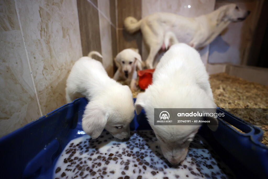 Queue for adoption of Kangal Shepherd and Akbash dogs in Turkey