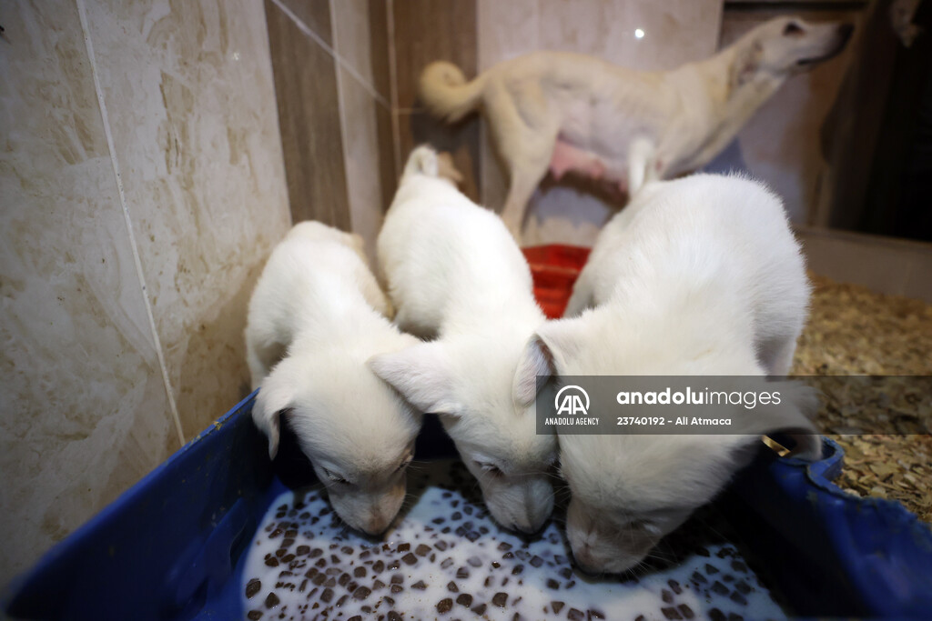 Queue for adoption of Kangal Shepherd and Akbash dogs in Turkey