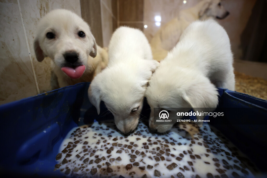Queue for adoption of Kangal Shepherd and Akbash dogs in Turkey