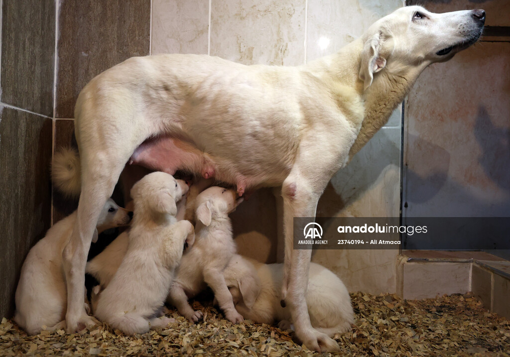 Queue for adoption of Kangal Shepherd and Akbash dogs in Turkey