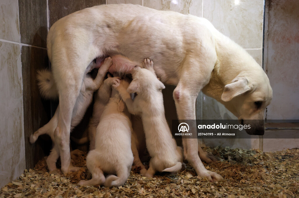 Queue for adoption of Kangal Shepherd and Akbash dogs in Turkey