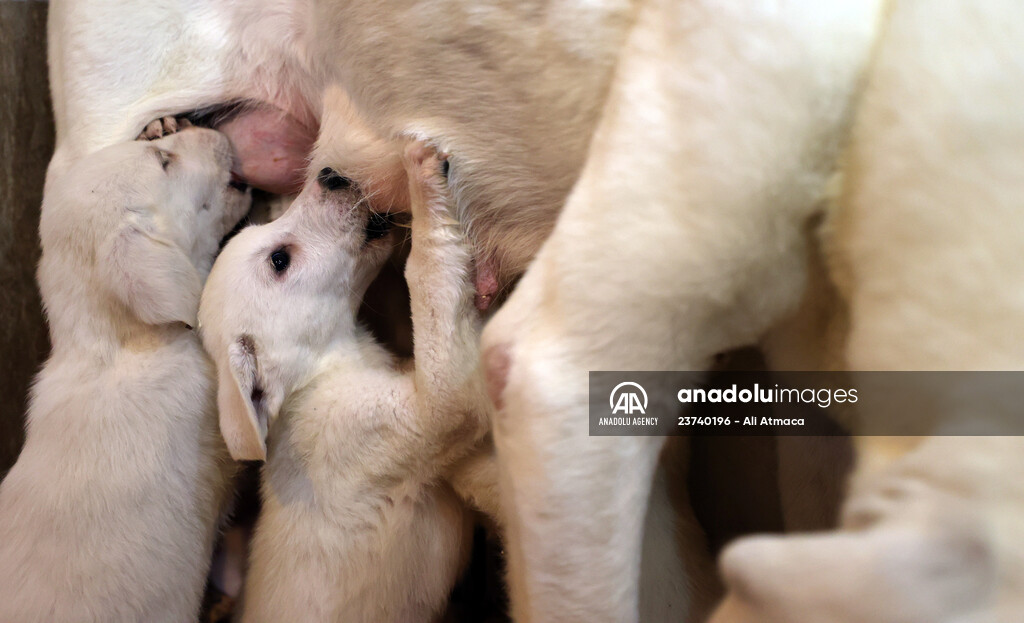Queue for adoption of Kangal Shepherd and Akbash dogs in Turkey