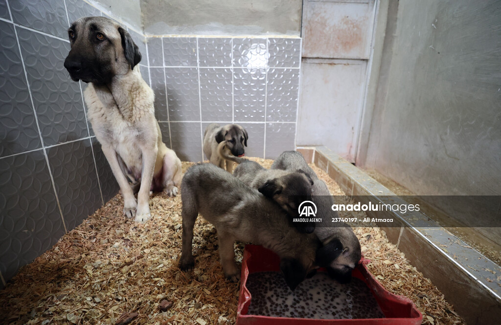 Queue for adoption of Kangal Shepherd and Akbash dogs in Turkey