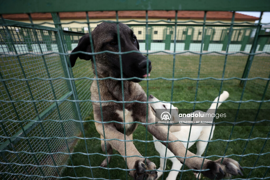 Queue for adoption of Kangal Shepherd and Akbash dogs in Turkey