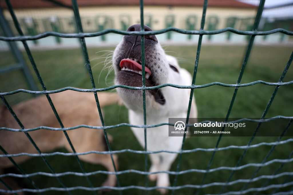 Queue for adoption of Kangal Shepherd and Akbash dogs in Turkey