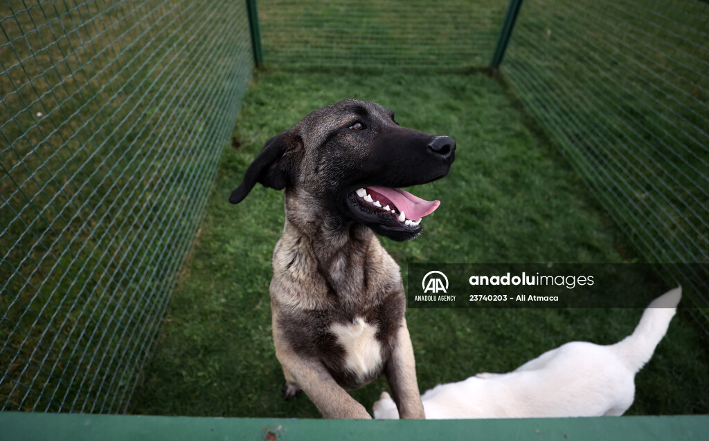 Queue for adoption of Kangal Shepherd and Akbash dogs in Turkey