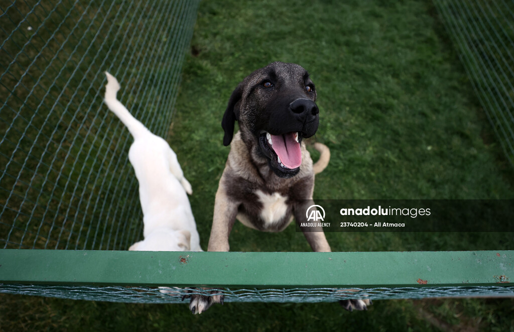 Queue for adoption of Kangal Shepherd and Akbash dogs in Turkey