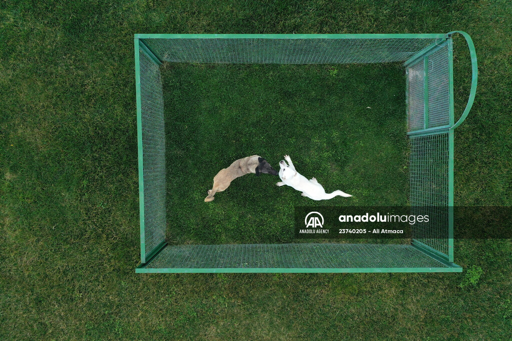 Queue for adoption of Kangal Shepherd and Akbash dogs in Turkey