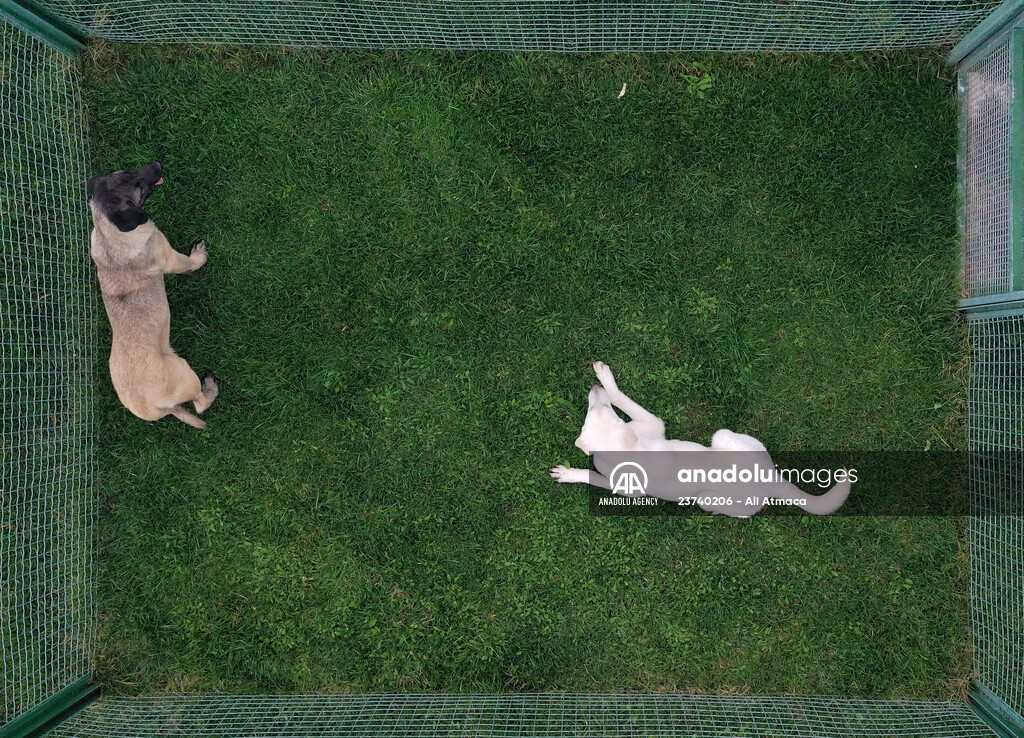 Queue for adoption of Kangal Shepherd and Akbash dogs in Turkey