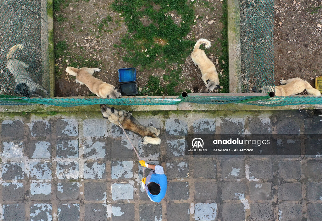 Queue for adoption of Kangal Shepherd and Akbash dogs in Turkey