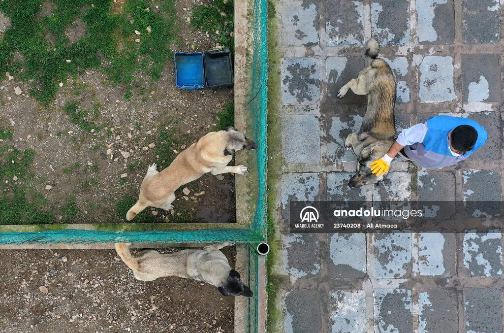 Queue for adoption of Kangal Shepherd and Akbash dogs in Turkey