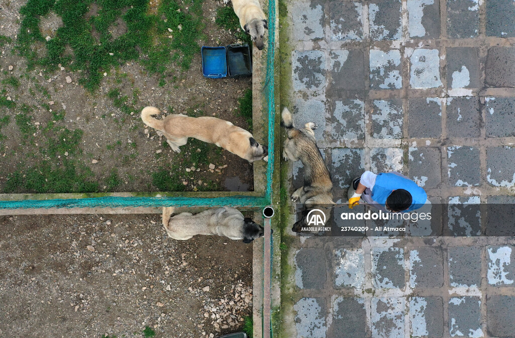 Queue for adoption of Kangal Shepherd and Akbash dogs in Turkey